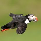 Papageientaucher, Lundi, Puffin in Islands Osten