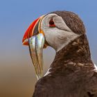 Papageientaucher mit gefangenen Sandaalen