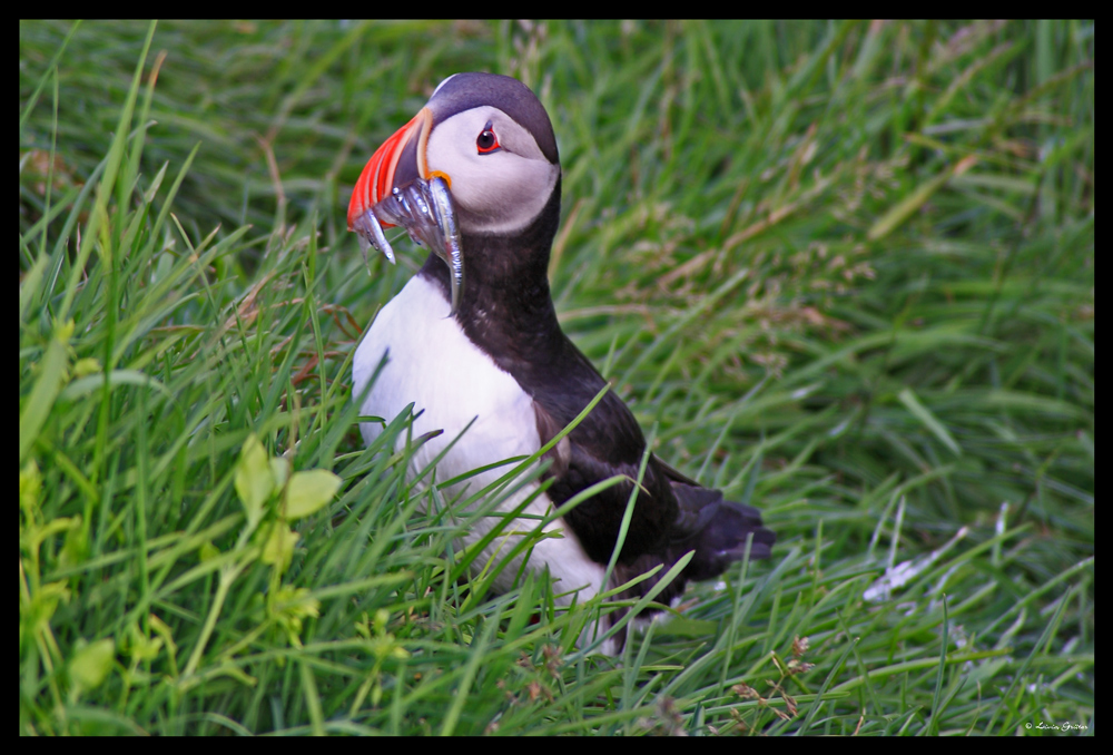 Papageientaucher mit grossem Fang