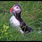 Papageientaucher mit grossem Fang