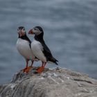 Papageientaucher - Northumberland