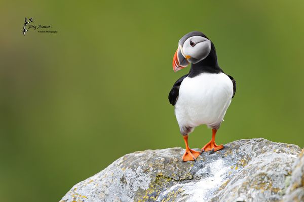 Papageientaucher // Norwegen