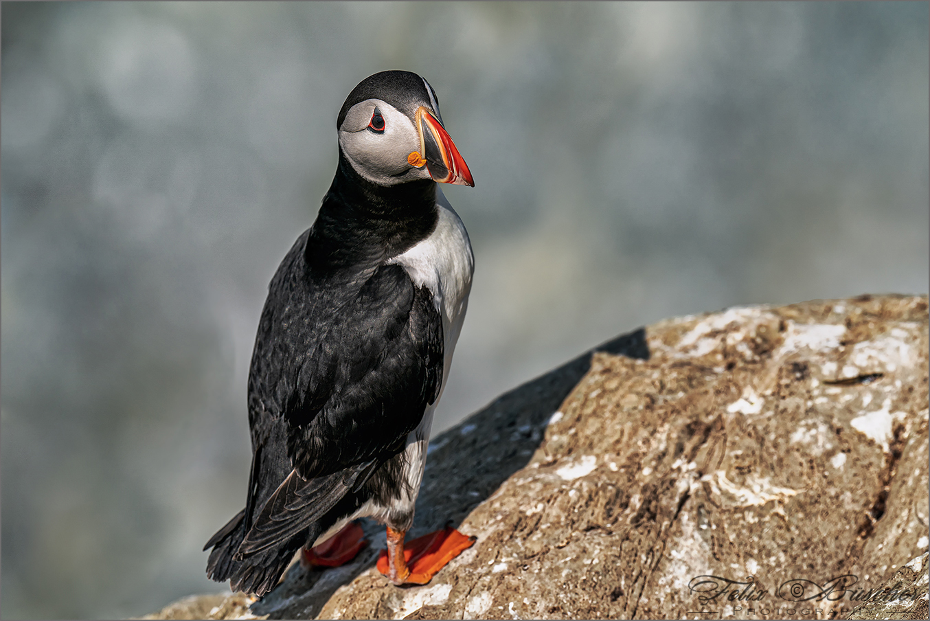 Papageientaucher oder Puffin genannt