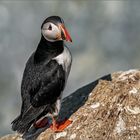 Papageientaucher oder Puffin genannt