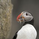 Papageientaucher Portrait mit Glasaalen