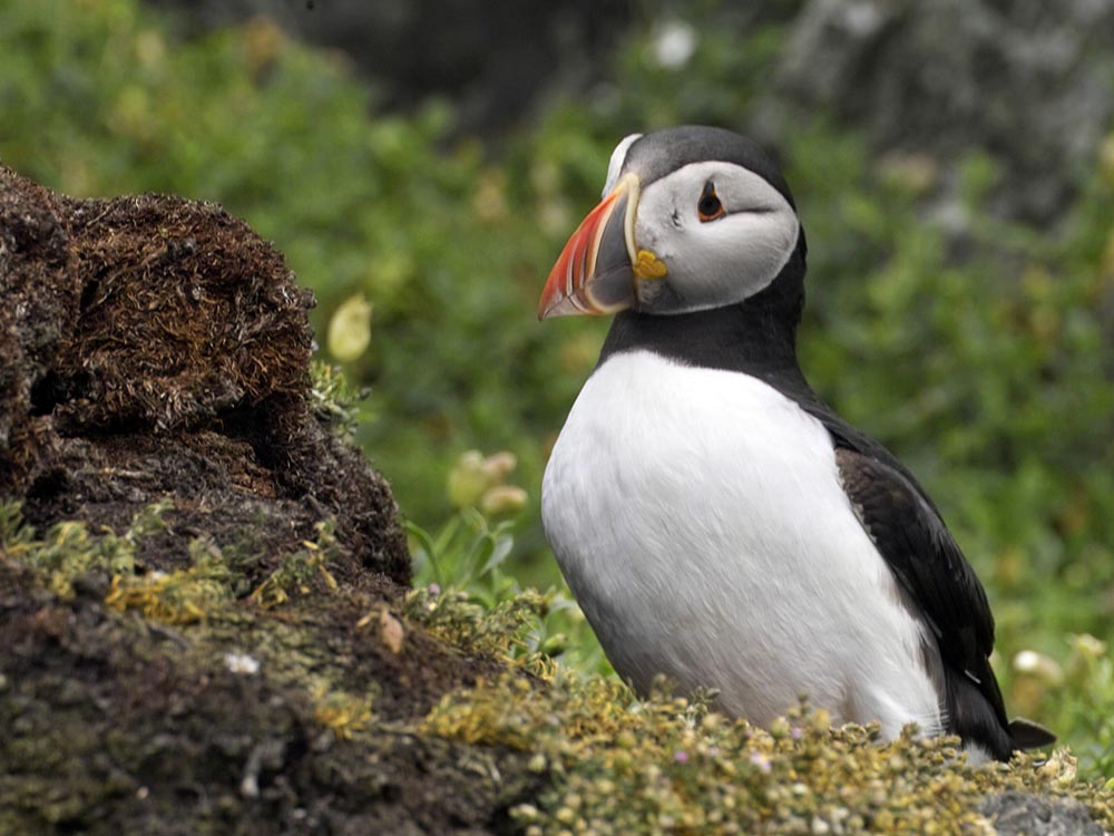 Papageientaucher (Puffin)