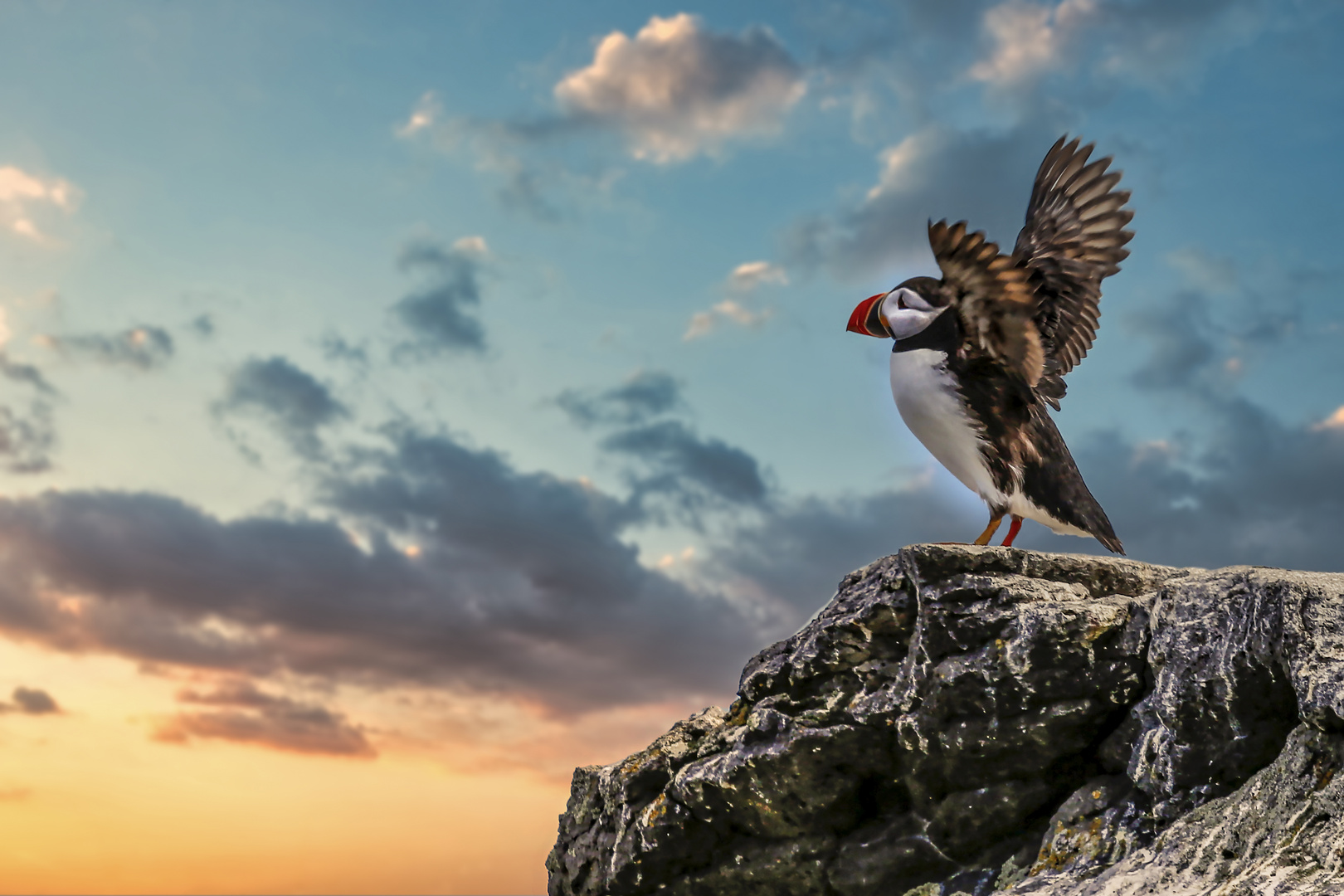 Papageientaucher (Puffin) auf Vigur Island, Island