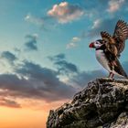 Papageientaucher (Puffin) auf Vigur Island, Island