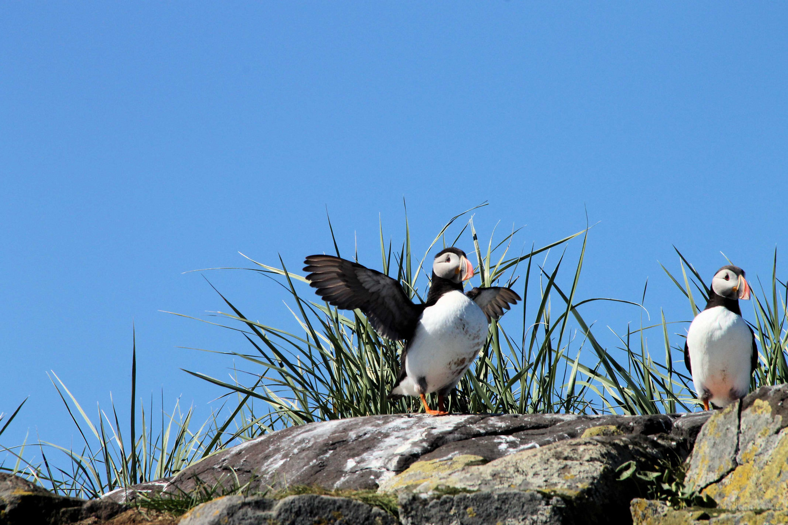 Papageientaucher - Puffin