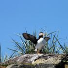 Papageientaucher - Puffin