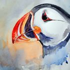 Papageientaucher - Puffin