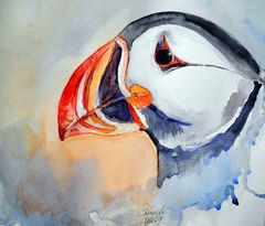 Papageientaucher - Puffin