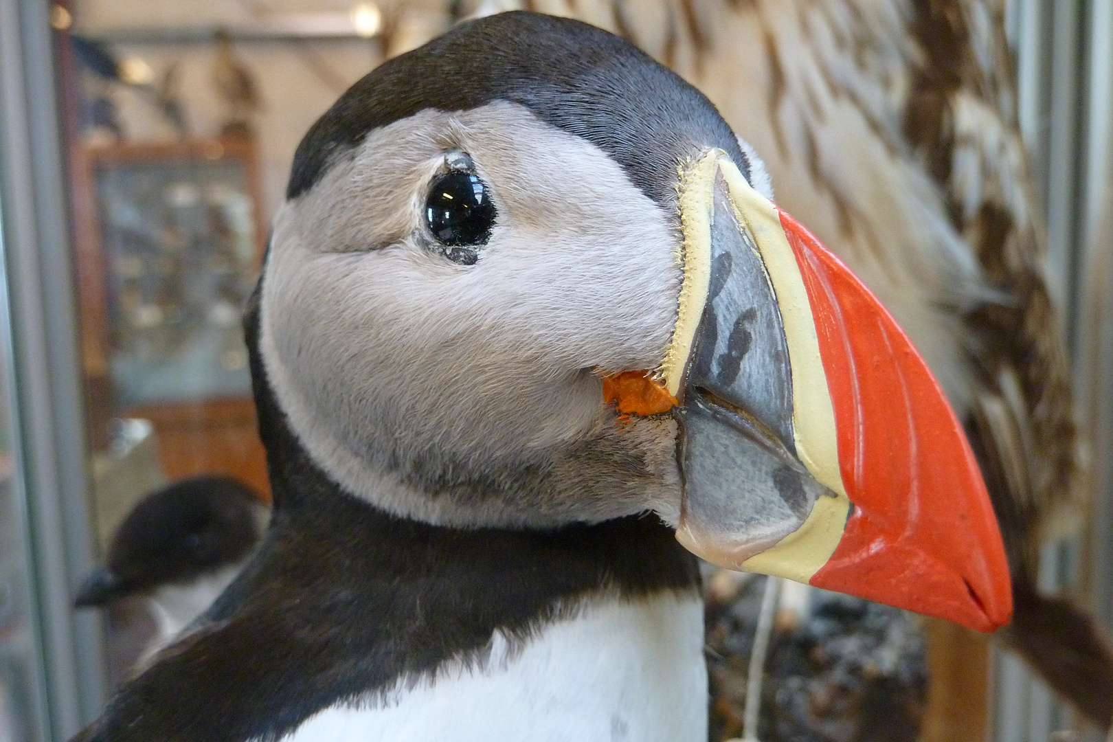 Papageientaucher - Puffin ganz nah :-)