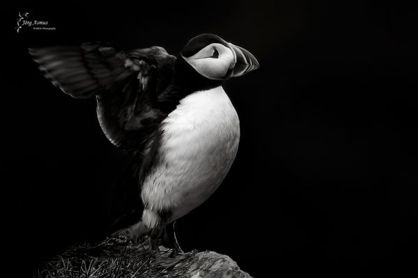 Papageientaucher // Runde