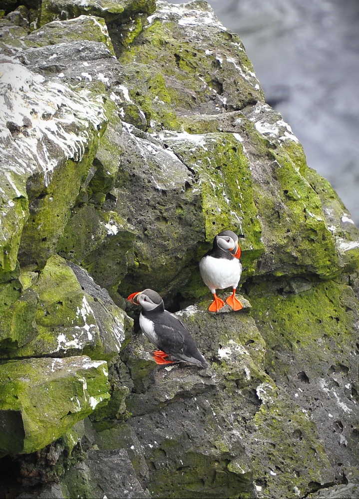 Papageientaucherpärchen in Island