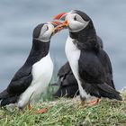 Papageientaucher/Puffin - Ich hab dich ganz doll lieb