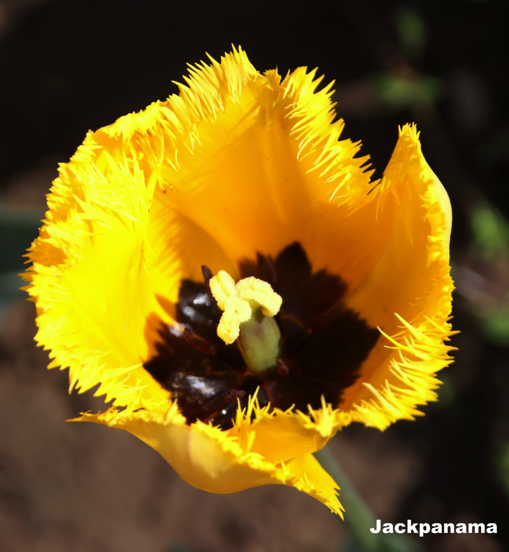 Papageientulpe in voller Blüte