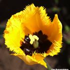 Papageientulpe in voller Blüte