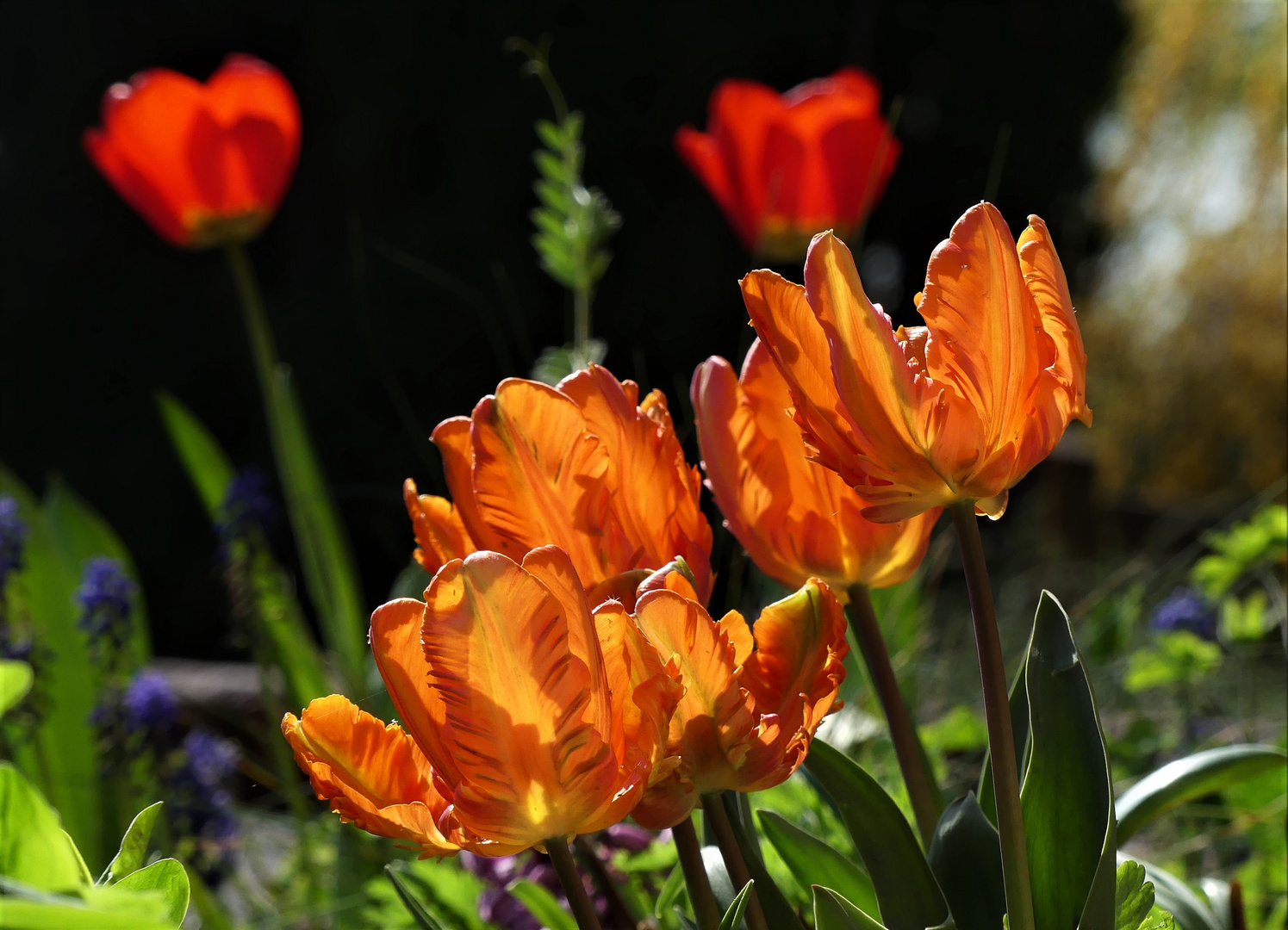 Papageientulpen in kräftigem Orange