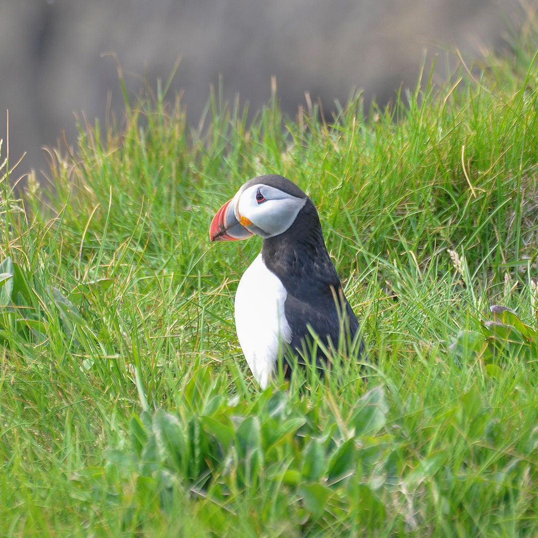  Papageienvogel