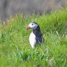  Papageienvogel