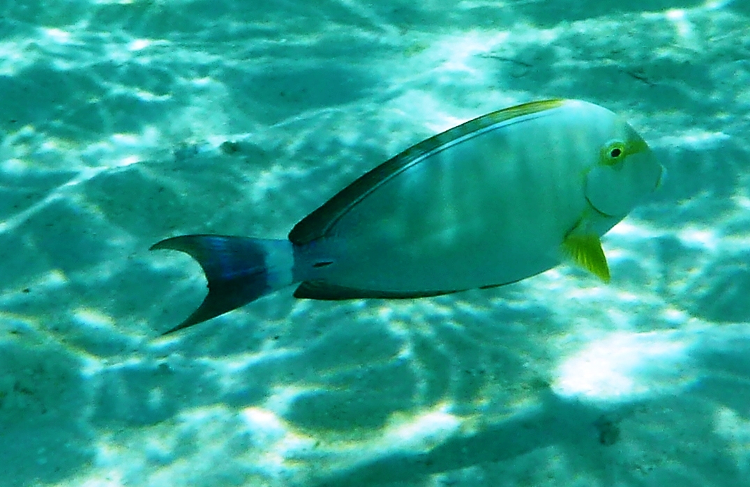 Papageifisch oder nicht?