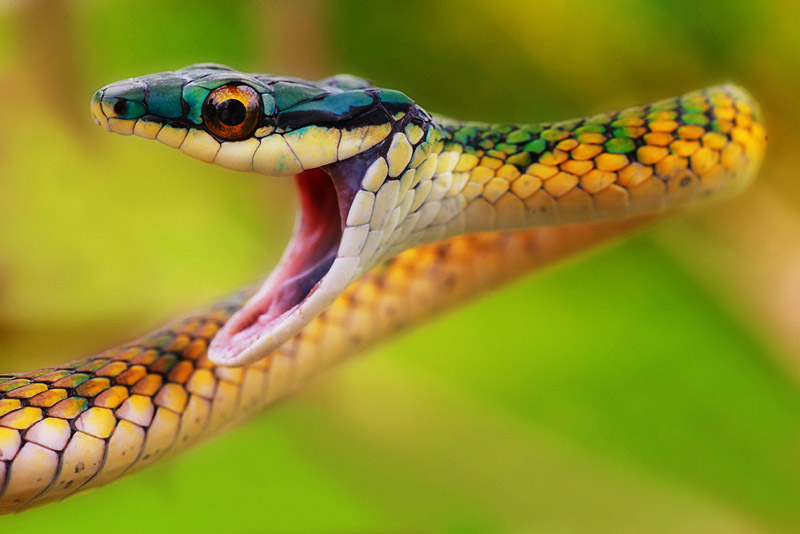 Papageischlange (Leptophis ahaetulla)