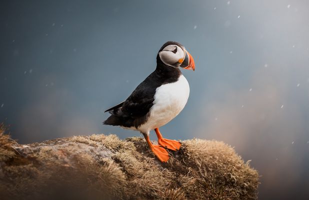 Papageitaucher am Abend