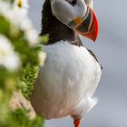 Papageitaucher am Latrabjarg, Island