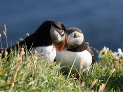 Papageitaucher an der Steilküste Látrabjarg I