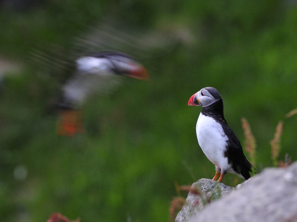 Papageitaucher Anflug