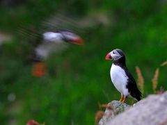 Papageitaucher Anflug