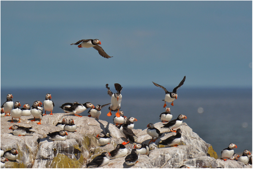 Papageitaucher - Atlantic Puffin