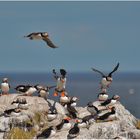 Papageitaucher - Atlantic Puffin