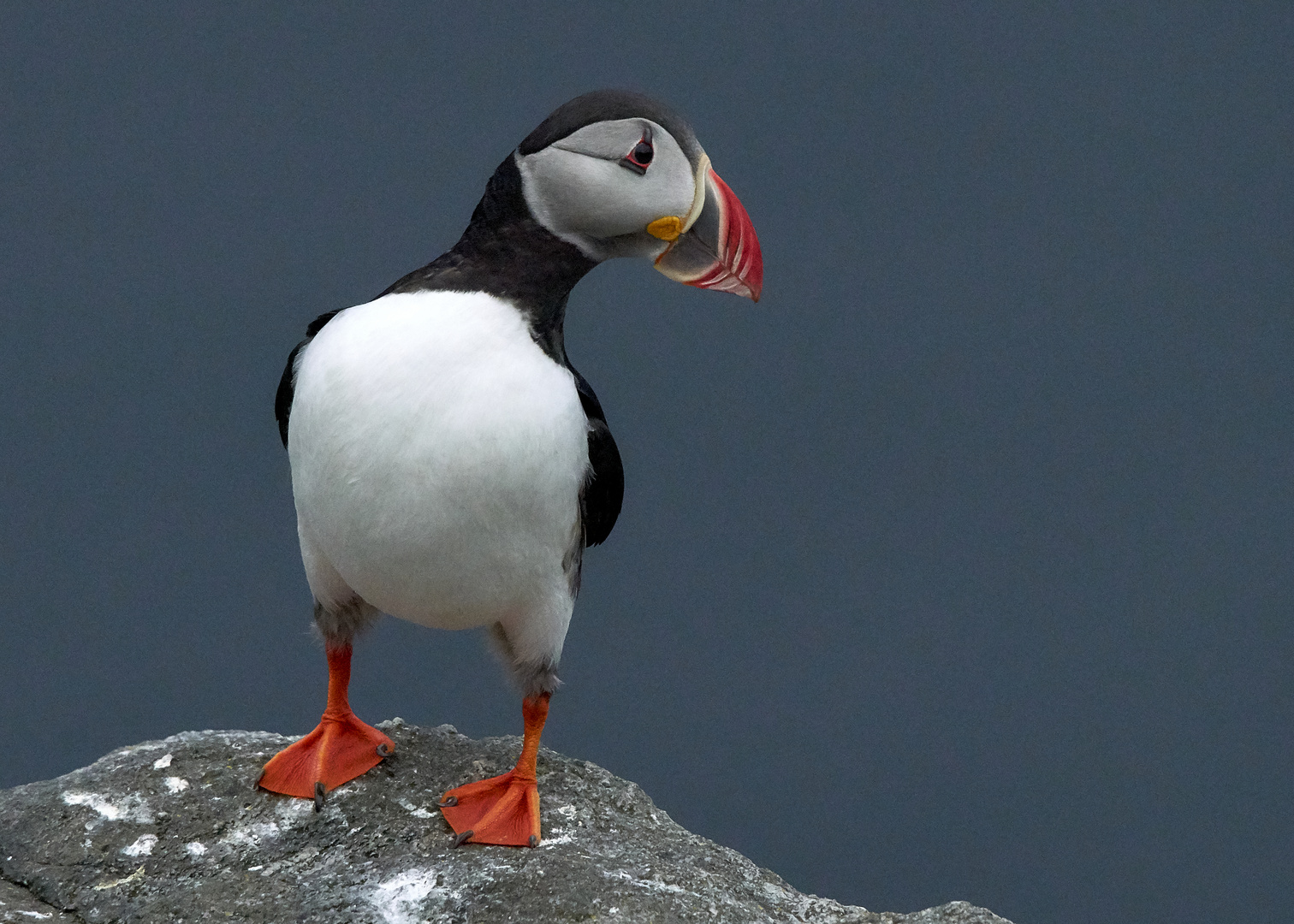 Papageitaucher auf der Vogelinsel Runde 