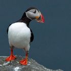 Papageitaucher auf der Vogelinsel Runde 