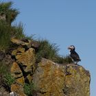 Papageitaucher auf Island