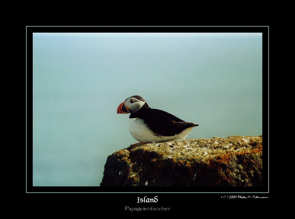 Papageitaucher auf Island