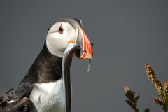 Papageitaucher auf Island