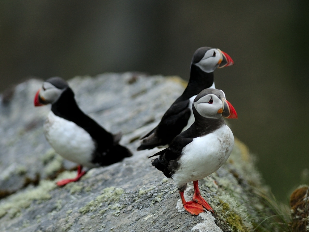 Papageitaucher auf Runde, einer Vogelinsel in Norwegen