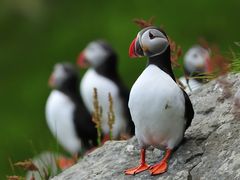 Papageitaucher auf Runde / Norwegen