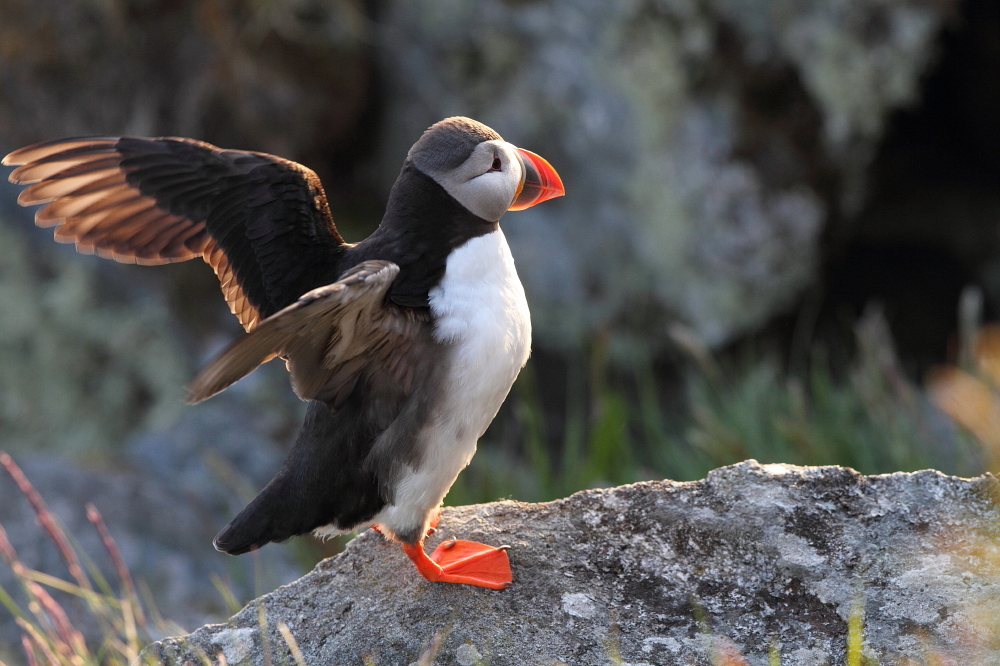 Papageitaucher auf Runde.1 Foto & Bild | tiere, wildlife, wild lebende ...