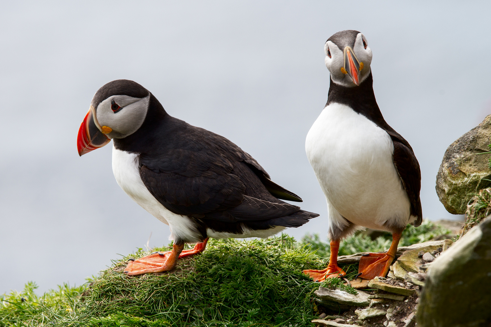 Papageitaucher auf Shetland