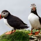 Papageitaucher auf Shetland