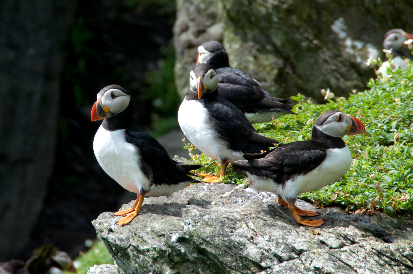 Papageitaucher auf Skellig Michael 3