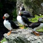 Papageitaucher auf Skellig Michael 3