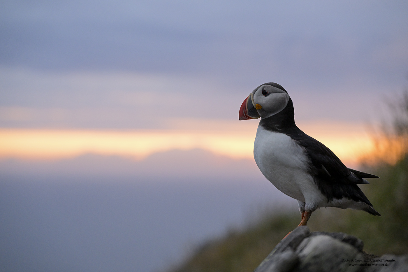 Papageitaucher bei Sonnenuntergang