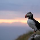 Papageitaucher bei Sonnenuntergang