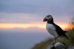 Papageitaucher bei Sonnenuntergang