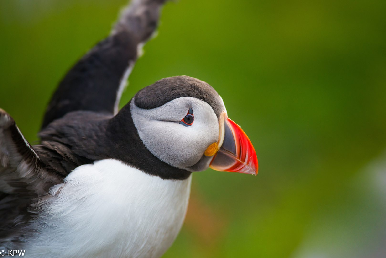 Papageitaucher (Fratercula arctica)